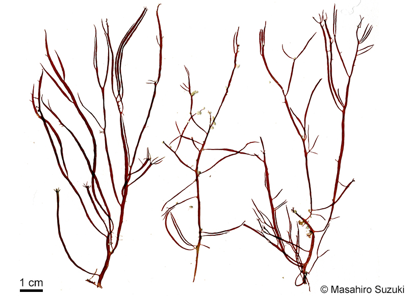 ベニホソバミリン Solieria yoshidae